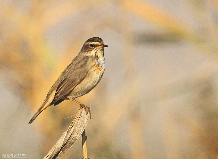  Bluethroat  Luscinia svecica , Hula valley 22-11-11 Lior Kislev                           